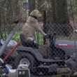 Cane guida trattorino e distrae troupe tv che filma tornado02