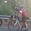 Koala assetato ferma ciclista e beve da sua borraccia FOTO02