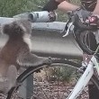 Koala assetato ferma ciclista e beve da sua borraccia FOTO03