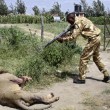 Kenya, leone attacca uomo: ranger lo abbattono