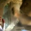 YOUTUBE Bambina allo zoo dà bacio a leone che reagisce così 04