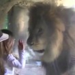 YOUTUBE Bambina allo zoo dà bacio a leone che reagisce così 03