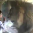 YOUTUBE Bambina allo zoo dà bacio a leone che reagisce così 02