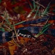 Nerodia, serpente "invisibile" e mortale in Australia 03