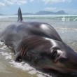 Raro squalo volpe occhione spiaggiato in Nuova Zelanda