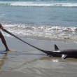Raro squalo volpe occhione spiaggiato in Nuova Zelanda2