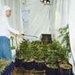 Suore coltivano marijuana: "Fumare per avvicinarsi a Dio" 3