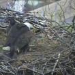 Aquila e aquilottti mangiano gatto nel loro nido3