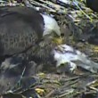 Aquila e aquilottti mangiano gatto nel loro nido2