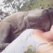 Baby rinoceronte dorme sulle gambe della veterinaria