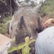 Baby rinoceronte dorme sulle gambe della veterinaria6