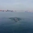 Balenottera avvistata nel golfo di Napoli3