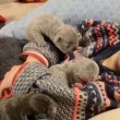 Bimbo dorme con tre cuccioli di cane, VIDEO commuove Fb2