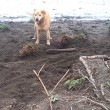 Cane cerca di seppellire bastone usando il muso 2
