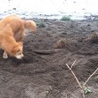 Cane cerca di seppellire bastone usando il muso