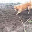Cane cerca di seppellire bastone usando il muso 7