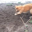 Cane cerca di seppellire bastone usando il muso 5