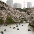 Ciliegi in fiore nel parco Shinjuku Gyoen di Tokyo6