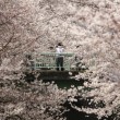 Ciliegi in fiore nel parco Shinjuku Gyoen di Tokyo4