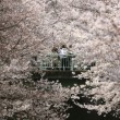 Ciliegi in fiore nel parco Shinjuku Gyoen di Tokyo2