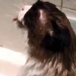Crystal, la gatta che ama farsi la doccia calda 2
