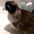 Crystal, la gatta che ama farsi la doccia calda