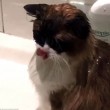Crystal, la gatta che ama farsi la doccia calda 4