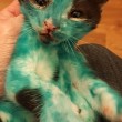YOUTUBE Cuccioli di gatto colorati col pennarello indelebile7