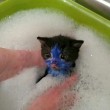 YOUTUBE Cuccioli di gatto colorati col pennarello indelebile4