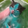 Cuccioli di gatto colorati col pennarello permanente