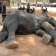 Elefante stremato muore per infarto con i turisti sopra2