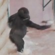 Gorilla di tre anni fa le piroette allo zoo 5