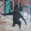 Gorilla di tre anni fa le piroette allo zoo 8