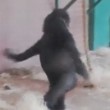 Gorilla di tre anni fa le piroette allo zoo 7