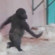 Gorilla di tre anni fa le piroette allo zoo 6