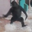 Gorilla di tre anni fa le piroette allo zoo 3