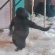 Gorilla di tre anni fa le piroette allo zoo 2