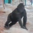 Gorilla di tre anni fa le piroette allo zoo 10
