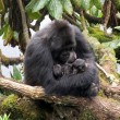 I gorilla gemelli nati in Ruanda 2