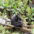 I gorilla gemelli nati in Ruanda