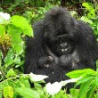 I gorilla gemelli nati in Ruanda 9