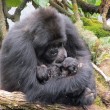 I gorilla gemelli nati in Ruanda 8