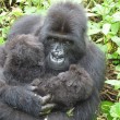 I gorilla gemelli nati in Ruanda 6