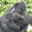 I gorilla gemelli nati in Ruanda 3