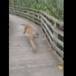 Incontra una pantera mentre passeggia