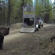 VIDEO YOUTUBE Orso liberato nel bosco: esce da gabbia e... 5