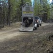 VIDEO YOUTUBE Orso liberato nel bosco: esce da gabbia e... 2