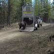 VIDEO YOUTUBE Orso liberato nel bosco: esce da gabbia e... 3