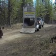 VIDEO YOUTUBE Orso liberato nel bosco: esce da gabbia e... 4