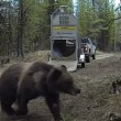 VIDEO YOUTUBE Orso liberato nel bosco: esce da gabbia e... 6